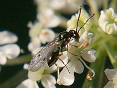 Pteromalid (Chalcid Wasp)